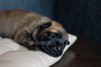 Close Up Dog Photo - Sleeping Malinois Puppy